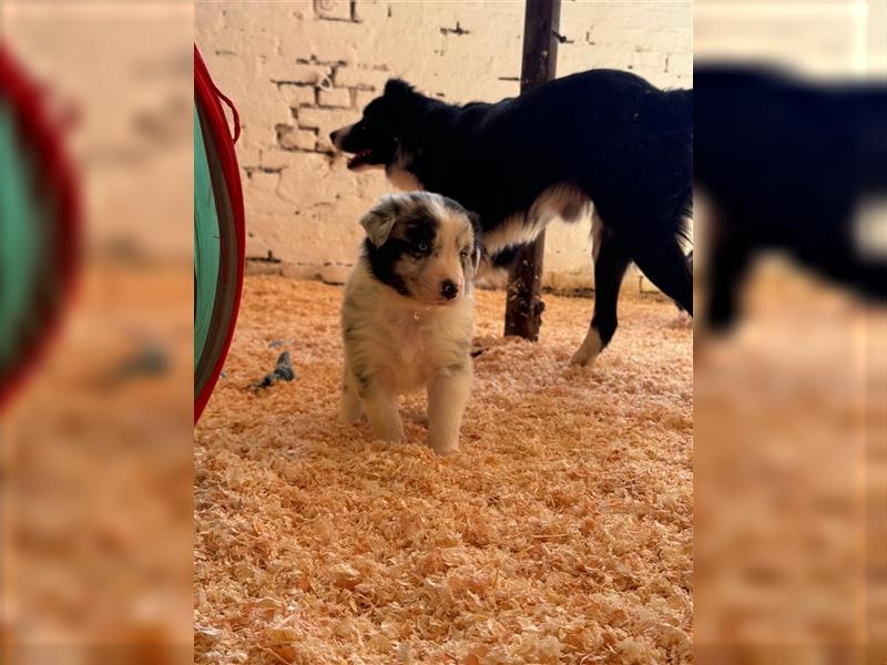 Border Collie Welpen