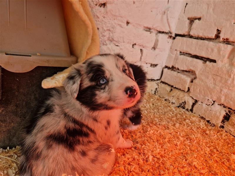 Border Collie Welpen