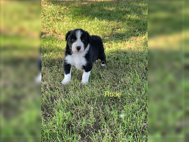 Wunderschöne Border Collie Welpen