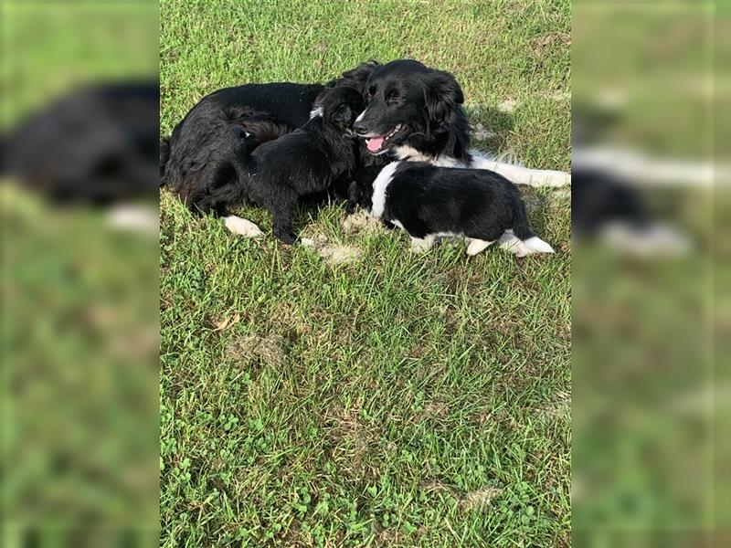 Wunderschöne Border Collie Welpen