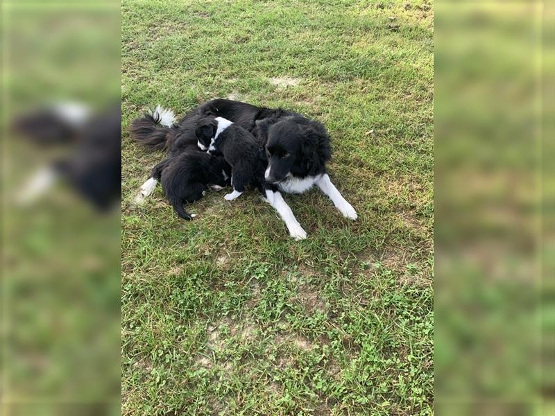 Wunderschöne Border Collie Welpen