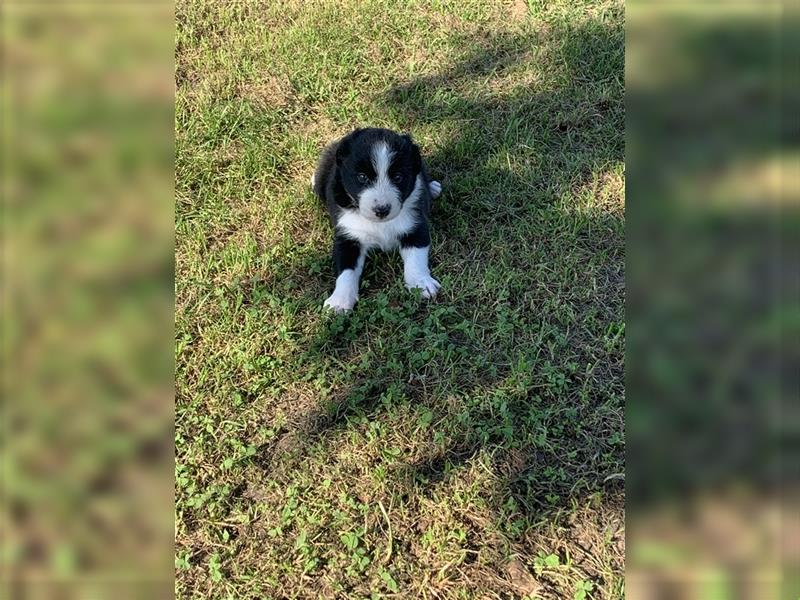 Wunderschöne Border Collie Welpen