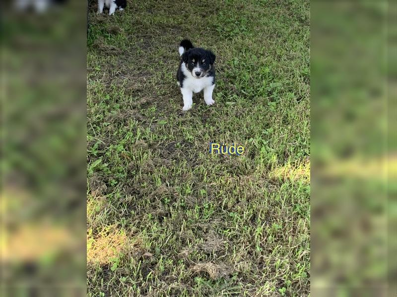 Wunderschöne Border Collie Welpen