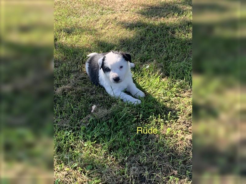 Wunderschöne Border Collie Welpen