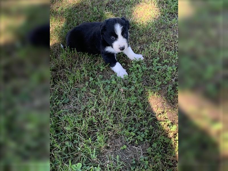 Wunderschöne Border Collie Welpen