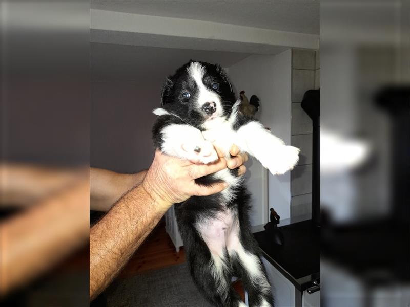 Border Collies