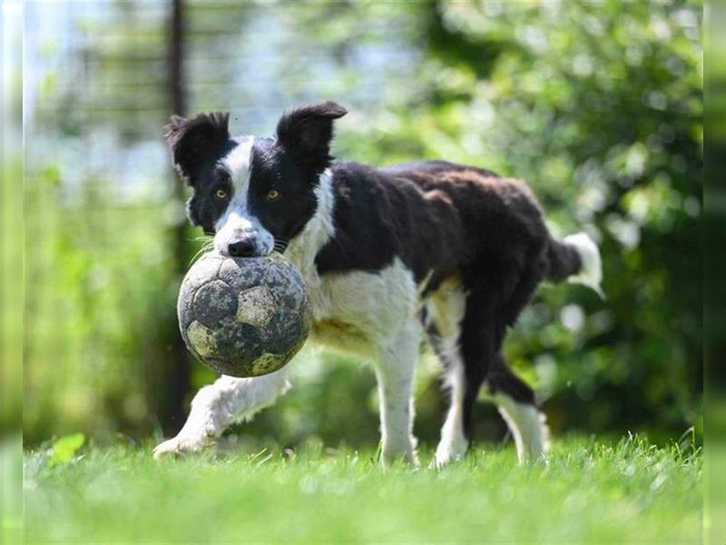 Fido sucht ein ZUHAUSE