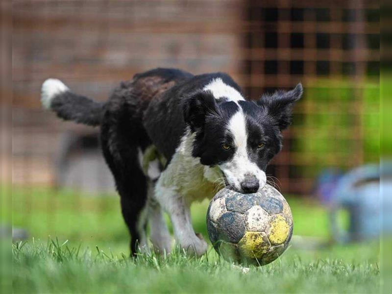 Fido sucht ein ZUHAUSE