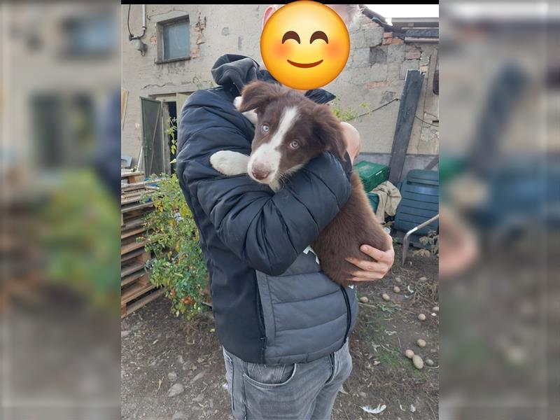 Zwei Border Collie Rüden, suchen noch ein neues Zuhause