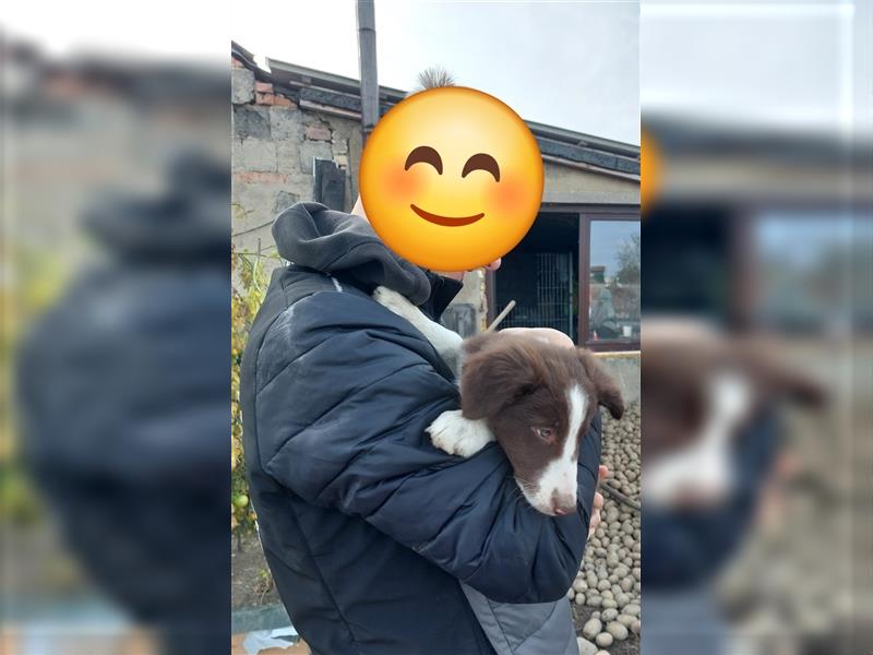 Zwei Border Collie Rüden, suchen noch ein neues Zuhause