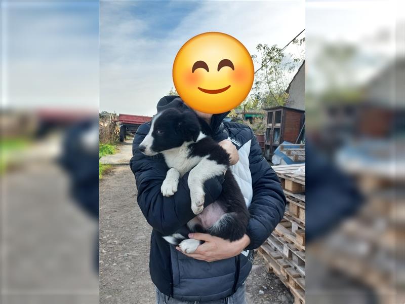 Zwei Border Collie Rüden, suchen noch ein neues Zuhause