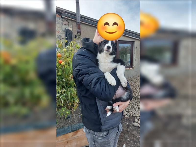 Zwei Border Collie Rüden, suchen noch ein neues Zuhause