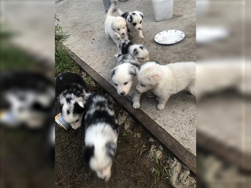 Border Collie- Australian Shepherd Welpen