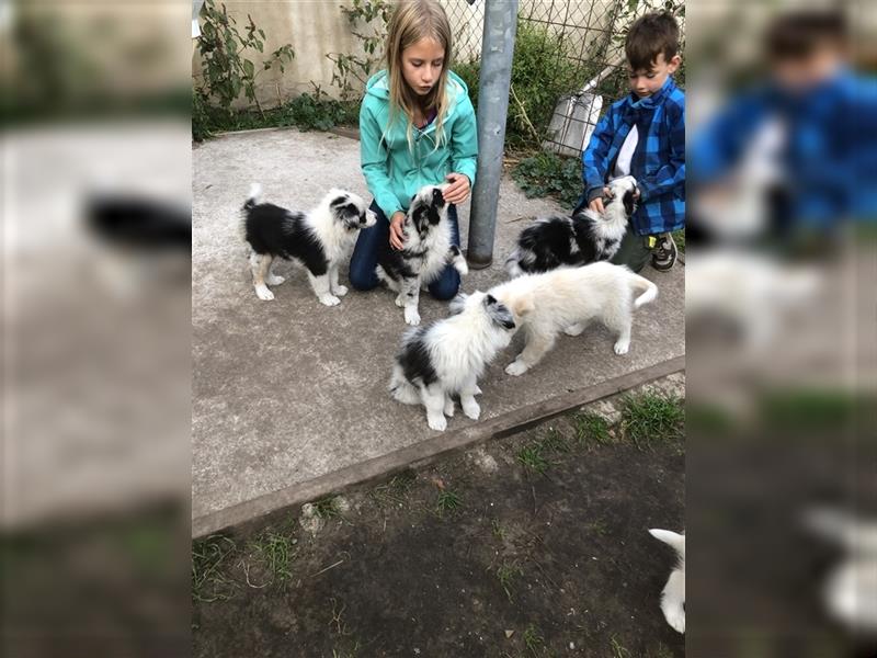 Border Collie- Australian Shepherd Welpen