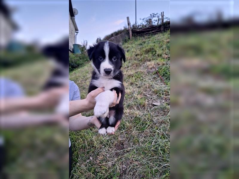 2 Border Collie Husky mix rüden