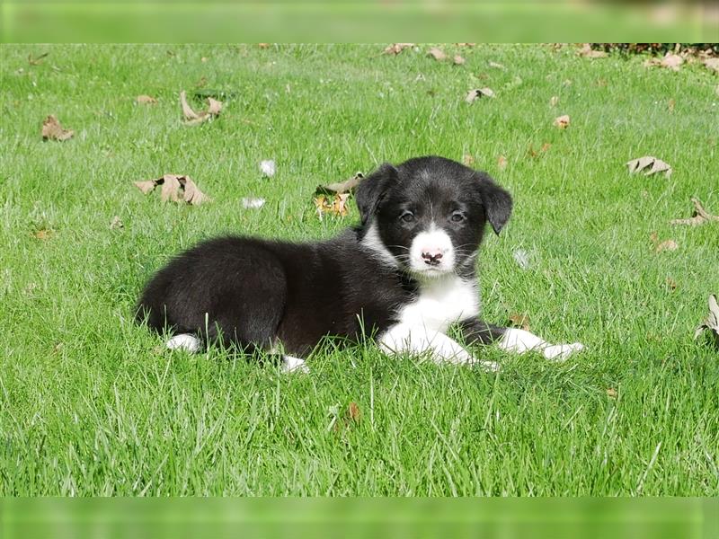 Reinrassige Border Collie Welpen, super süß, in schwarz-weiß und Tri-color.