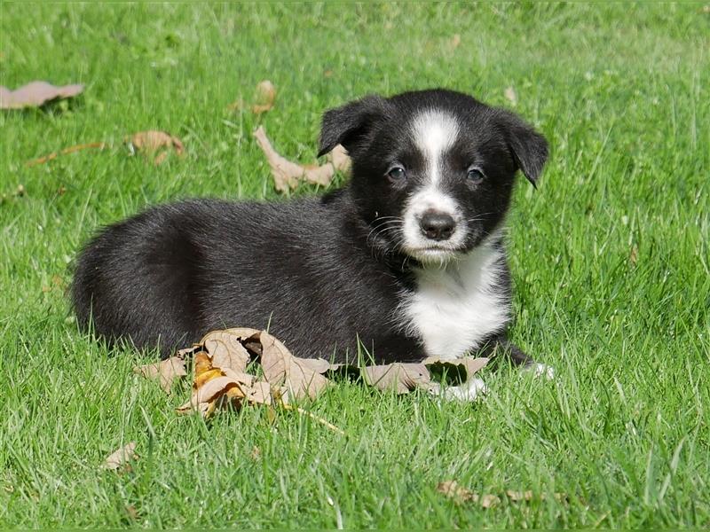 Reinrassige Border Collie Welpen, super süß, in schwarz-weiß und Tri-color.