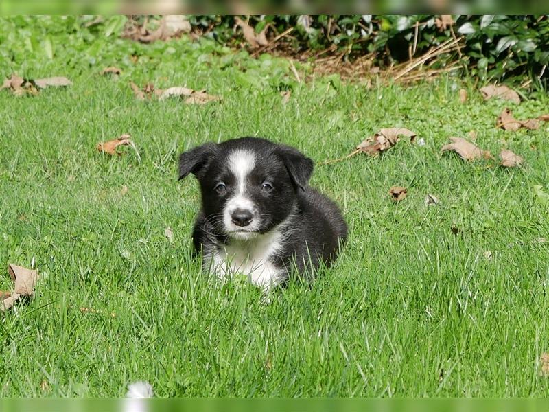 Reinrassige Border Collie Welpen, super süß, in schwarz-weiß und Tri-color.