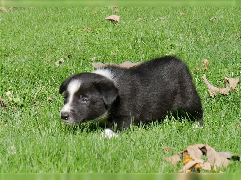 Reinrassige Border Collie Welpen, super süß, in schwarz-weiß und Tri-color.