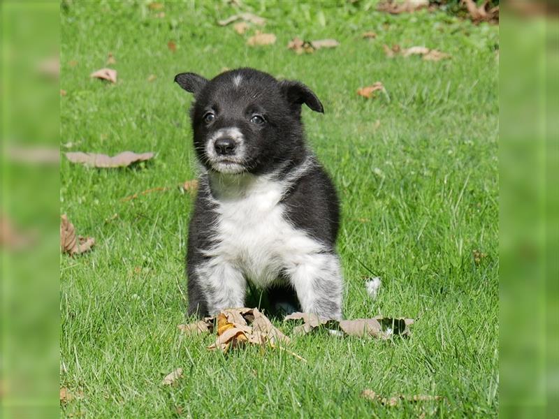 Reinrassige Border Collie Welpen, super süß, in schwarz-weiß und Tri-color.