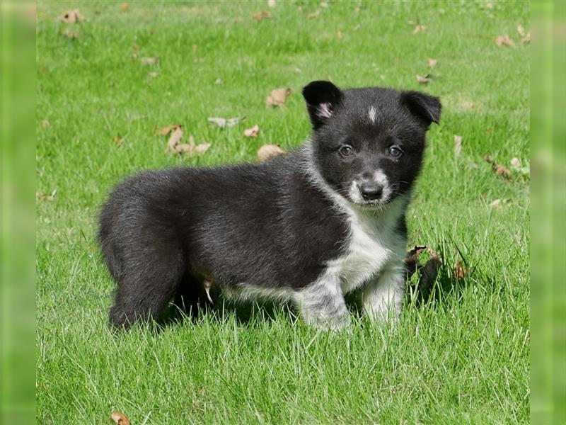 Reinrassige Border Collie Welpen, super süß, in schwarz-weiß und Tri-color.