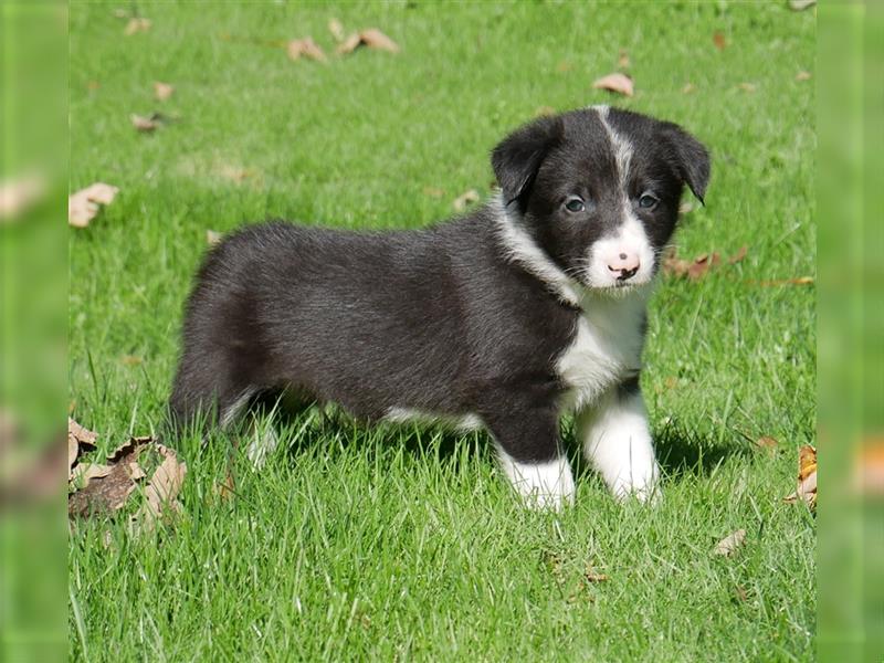 Reinrassige Border Collie Welpen, super süß, in schwarz-weiß und Tri-color.