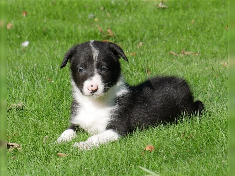 Reinrassige Border Collie Welpen, super süß, in schwarz-weiß und Tri-color.