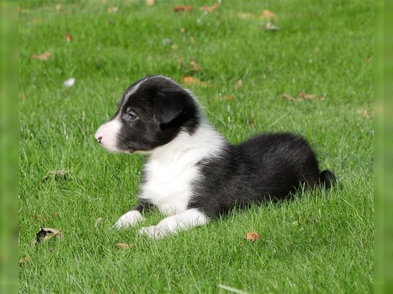 Reinrassige Border Collie Welpen, super süß, in schwarz-weiß und Tri-color.