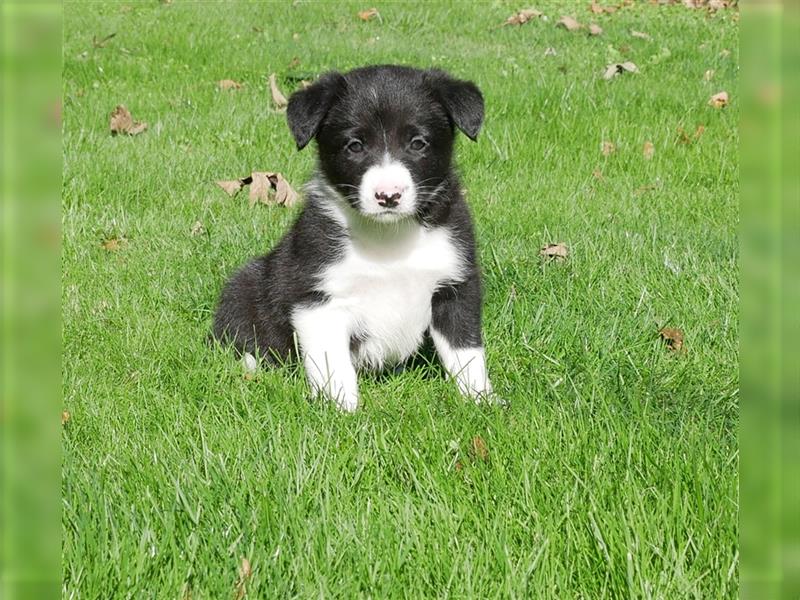 Reinrassige Border Collie Welpen, super süß, in schwarz-weiß und Tri-color.