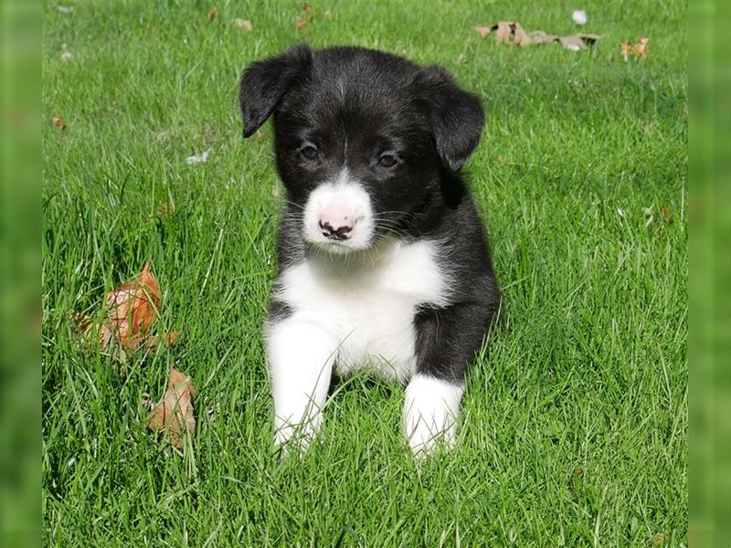 Reinrassige Border Collie Welpen, super süß, in schwarz-weiß und Tri-color.