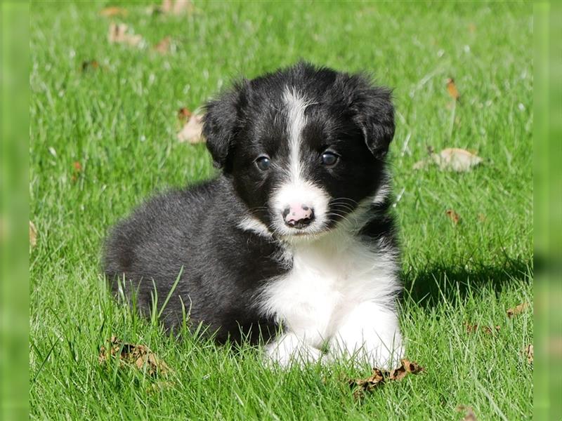 Reinrassige Border Collie Welpen, super süß, in schwarz-weiß und Tri-color.