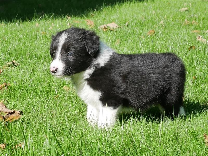 Reinrassige Border Collie Welpen, super süß, in schwarz-weiß und Tri-color.