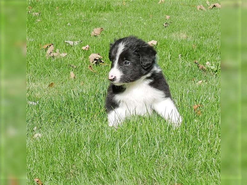 Reinrassige Border Collie Welpen, super süß, in schwarz-weiß und Tri-color.