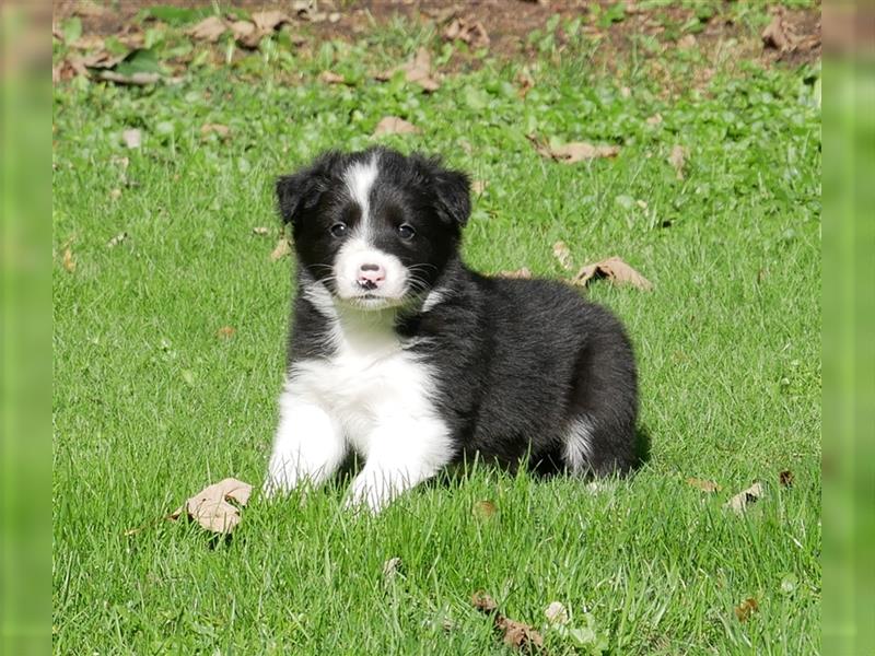 Reinrassige Border Collie Welpen, super süß, in schwarz-weiß und Tri-color.