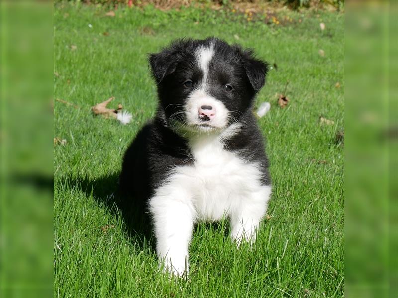 Reinrassige Border Collie Welpen, super süß, in schwarz-weiß und Tri-color.