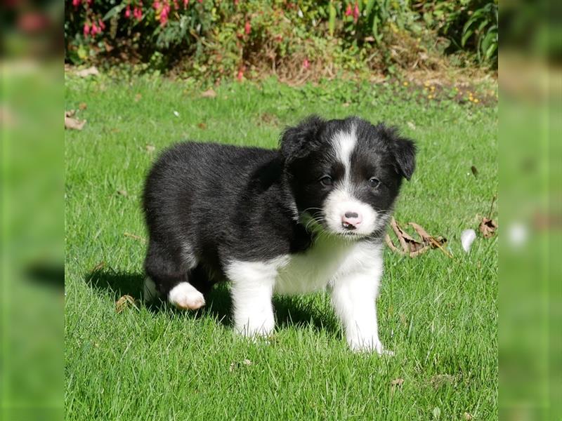 Reinrassige Border Collie Welpen, super süß, in schwarz-weiß und Tri-color.