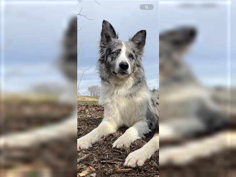 Border Collie Deckrüde