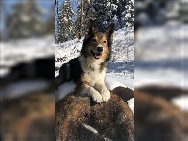 Border Collie Deckrüde