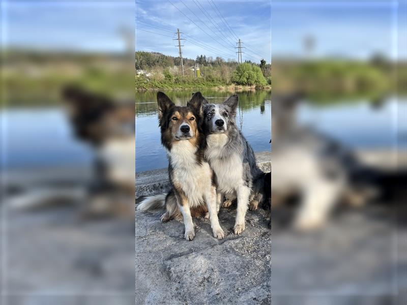 Border Collie Deckrüde