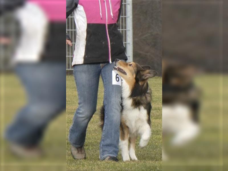 Border Collie Deckrüde