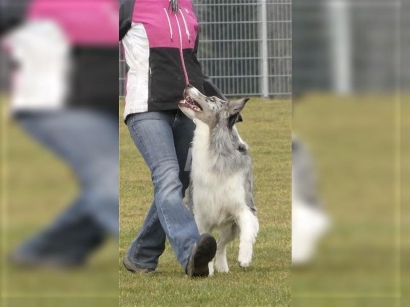 Border Collie Deckrüde