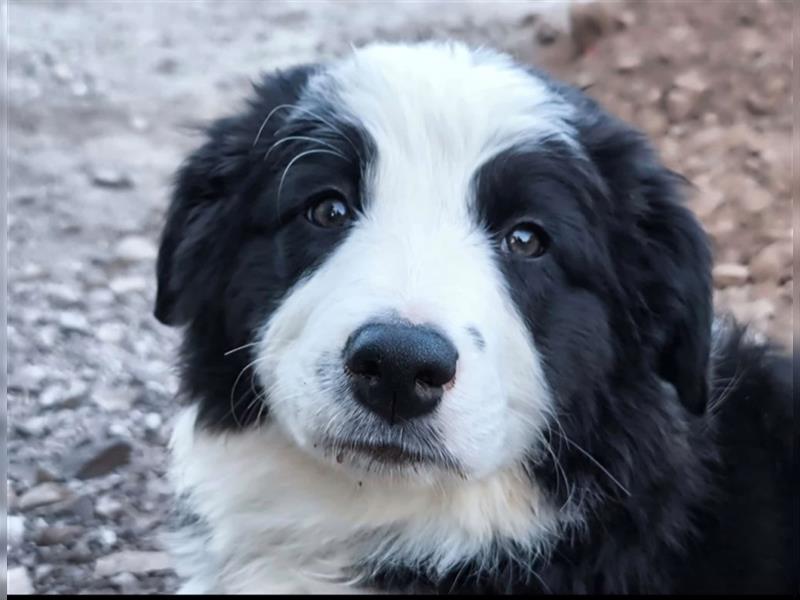 BorderCollie-Australian Shepherd Welpen