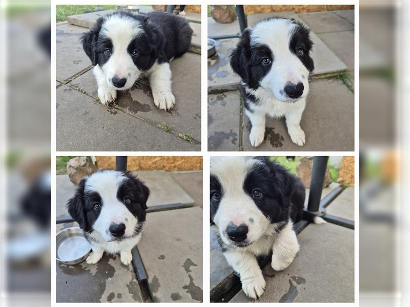 BorderCollie-Australian Shepherd Welpen