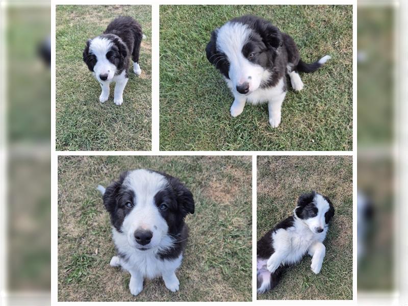 BorderCollie-Australian Shepherd Welpen