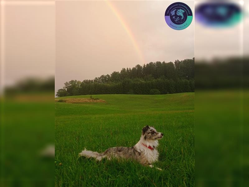 Border Collie Welpen mit Papieren/Stammbaum