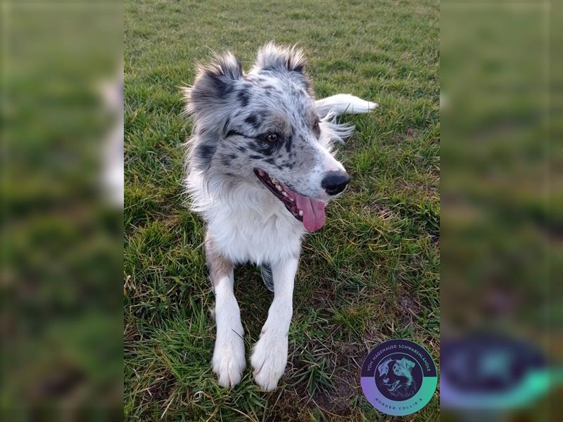 Border Collie Welpen mit Papieren/Stammbaum