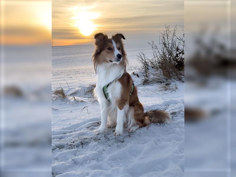 Border Collie Welpen mit Papieren/Stammbaum