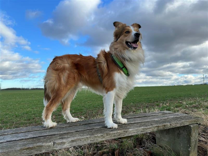 Border Collie Welpen mit Papieren/Stammbaum