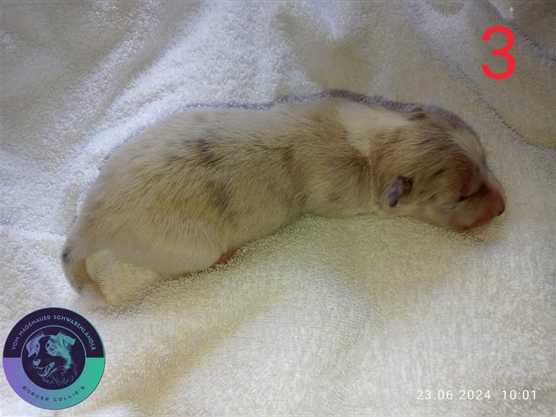 Border Collie Welpen mit Papieren/Stammbaum