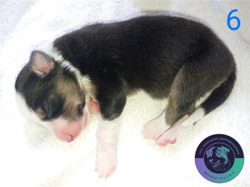 Border Collie Welpen mit Papieren/Stammbaum